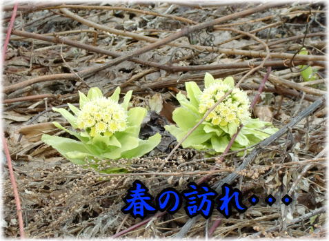 ファイル 15-1.jpg